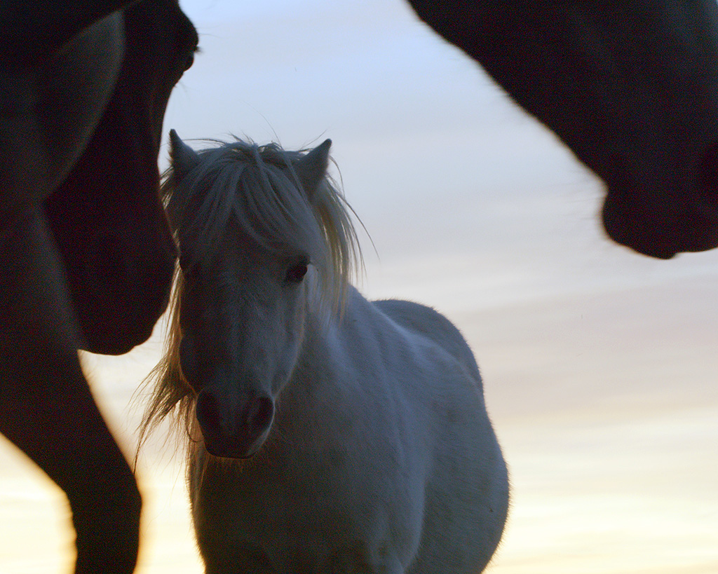 Horses featured in Atkinson Team's Howe Road video production